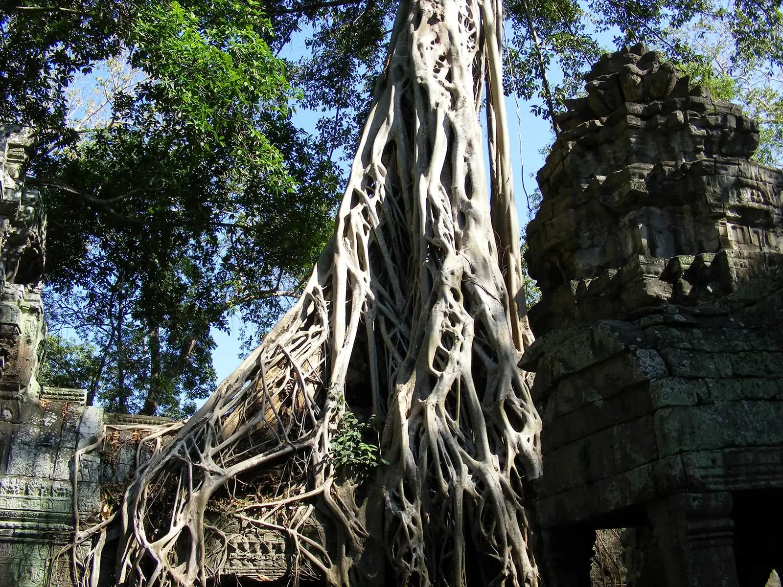 Arbres géants du temple Ta Prohm – Angkor