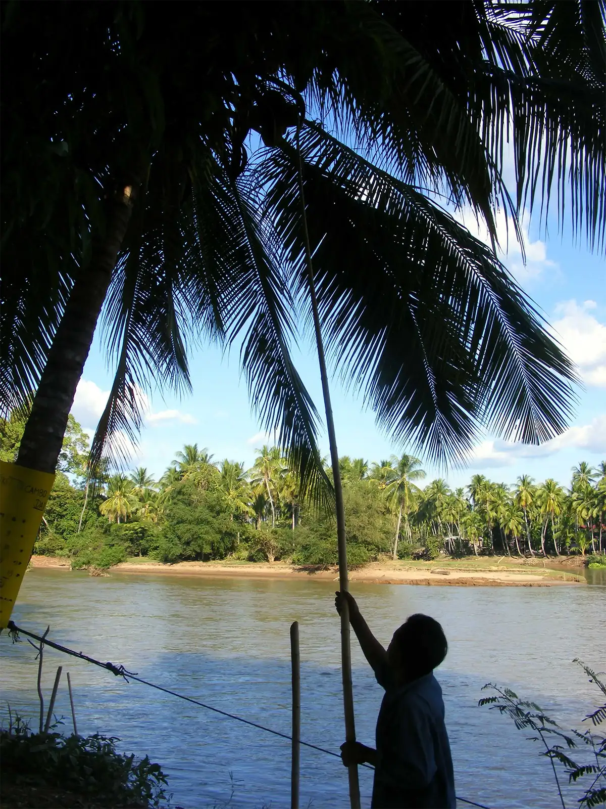 Cueillette de noix de coco à Don Det – sud du Laos