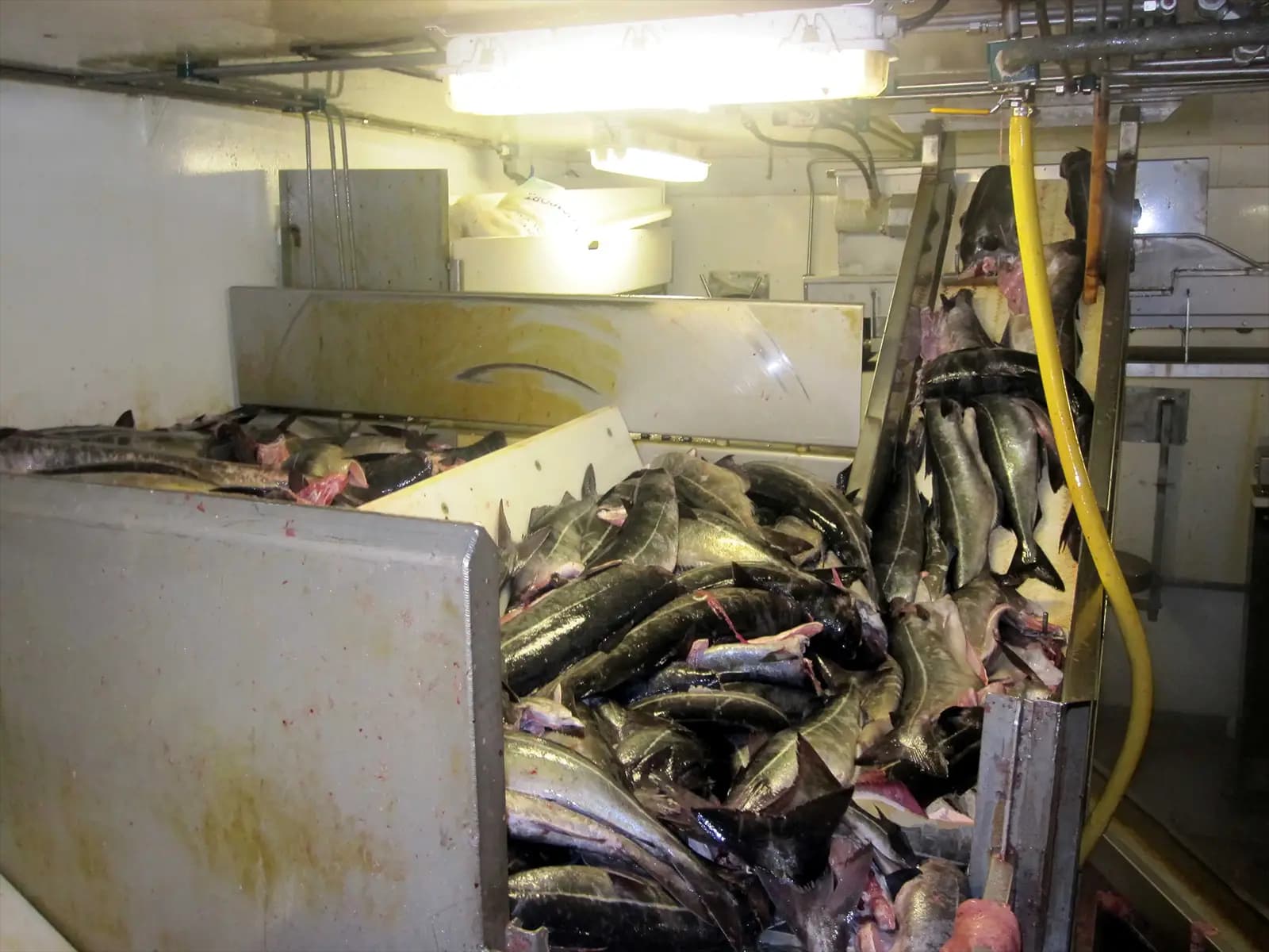 Le bateau est rempli de colins pêchés au filet en Norvège