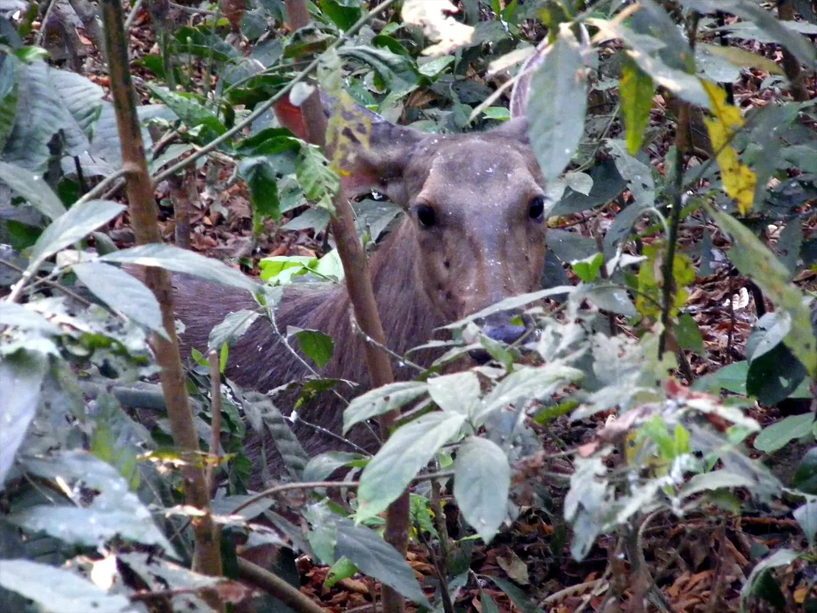 Cerf lors d’une randonnée dans le parc de Chitwan - Népal