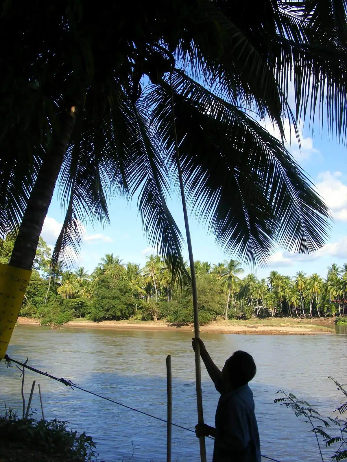 Cueillette de noix de coco à Don Det - sud du Laos