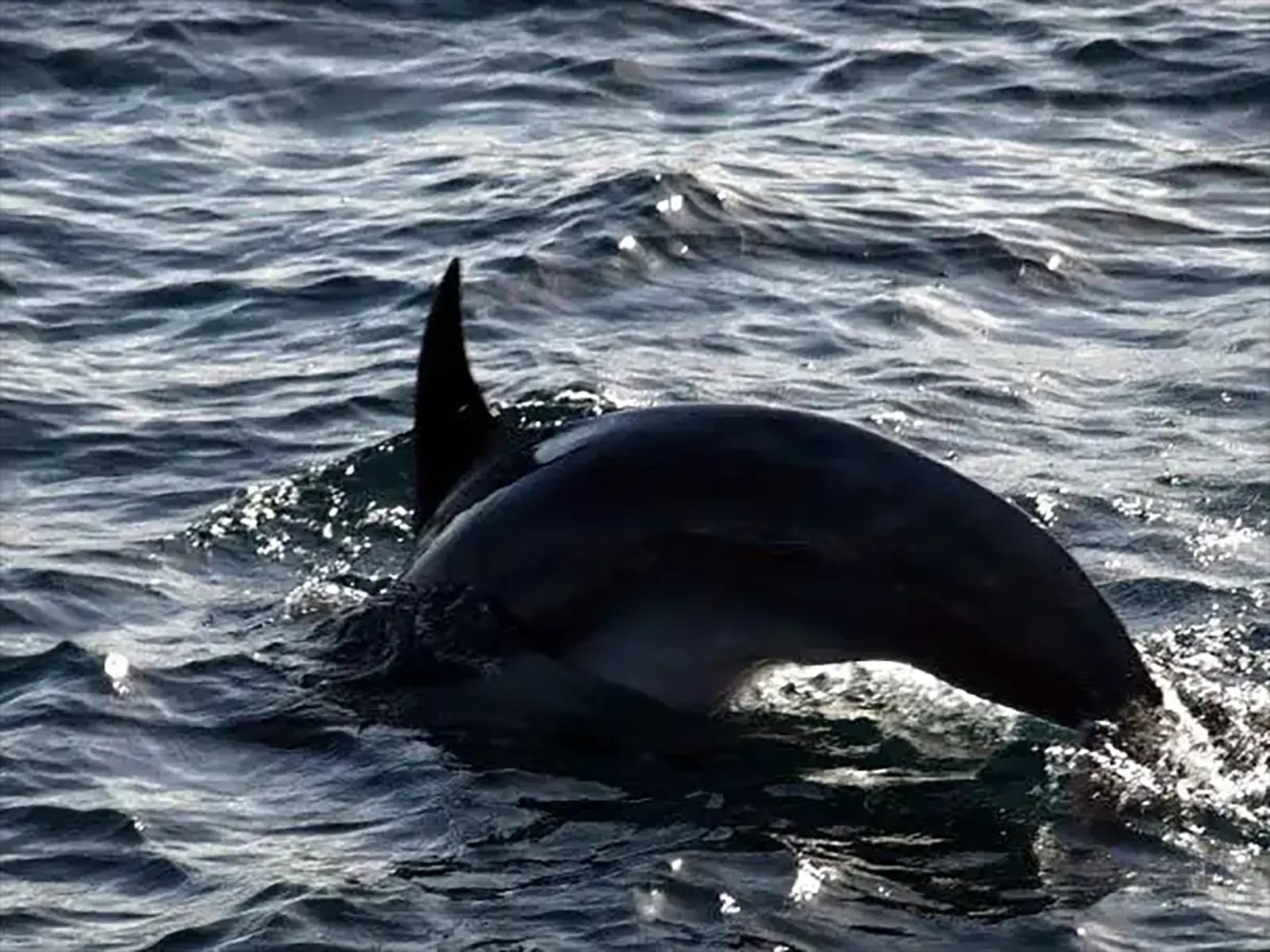 Dauphins dans la baie des îles - Nouvelle-Zélande