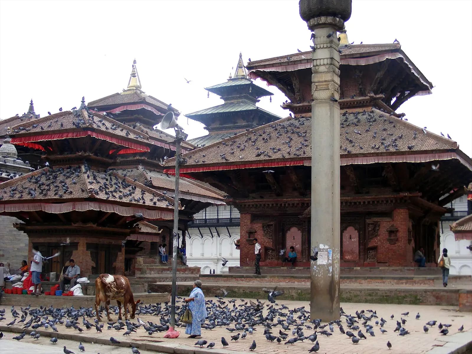 Hommes, vaches et pigeons se mélangent dans le Durbar Square - Népal