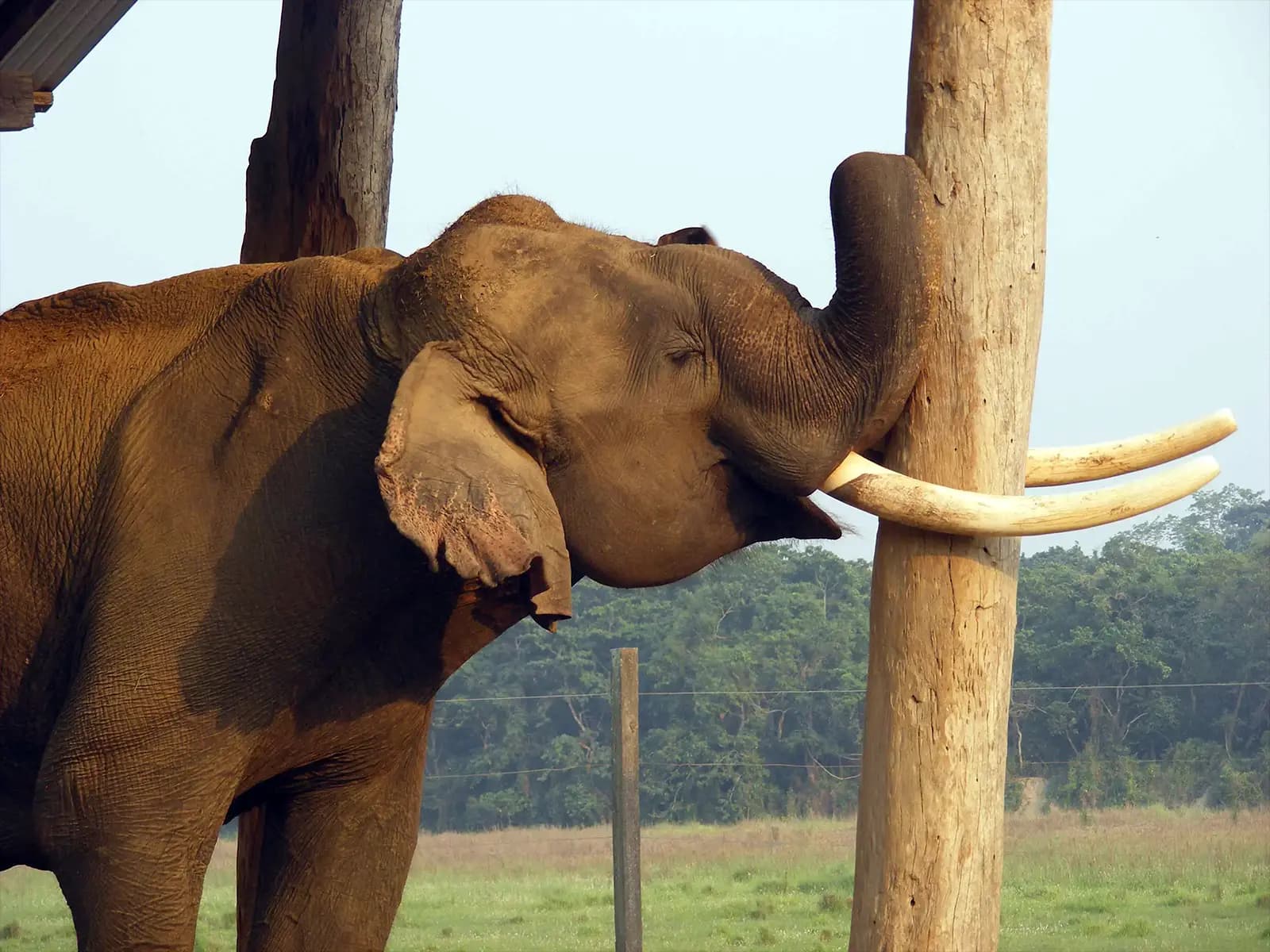 Éléphant dans le parc de Chitwan - Népal