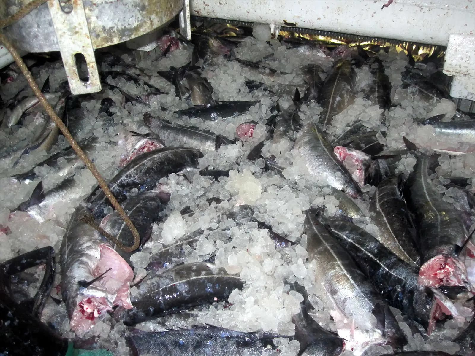Lieux noirs pêchés au filet en Norvège