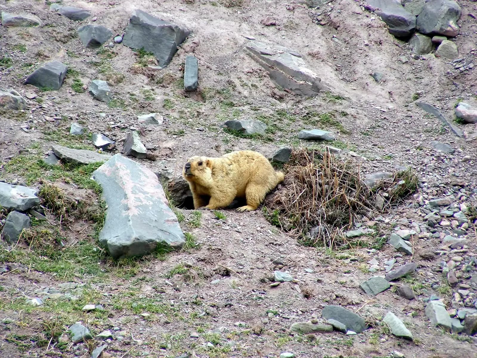 La vie sauvage sur le trek du Stok Kangri