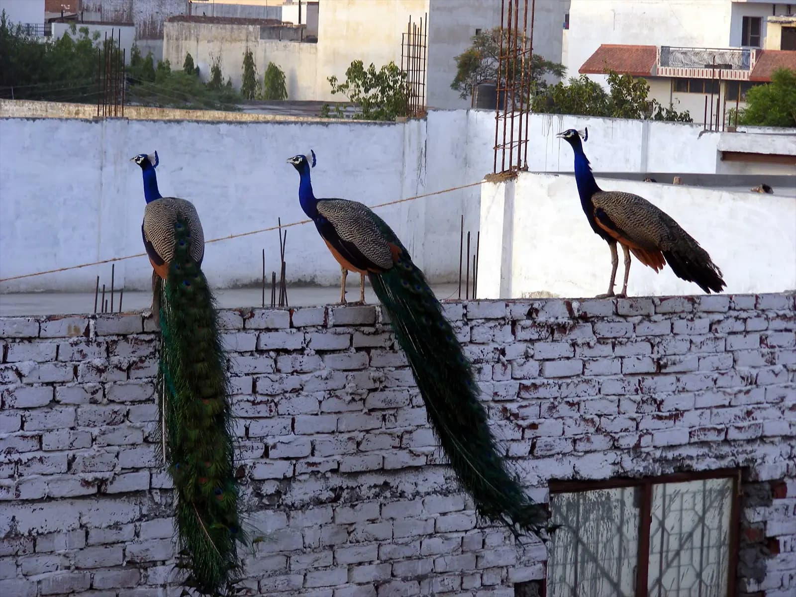 Paons à Delhi, en escale entre Katmandou et Leh