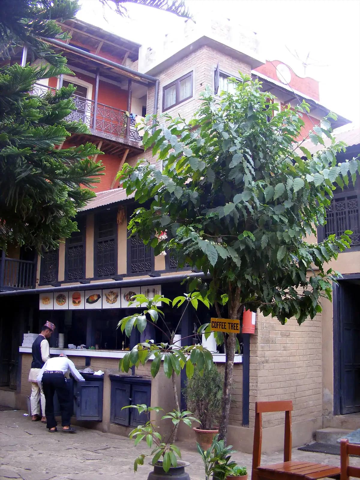 Caféier au restaurant Nanglo West à Tansen - Népal