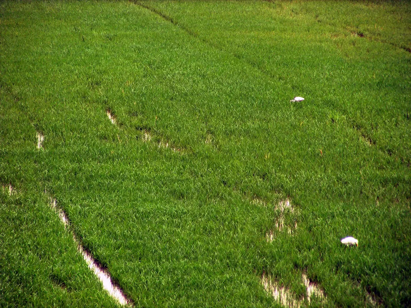 Rizières aux alentours de Suphan Buri - Thaïlande