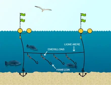 Schéma explicatif de la pêche à la palangre