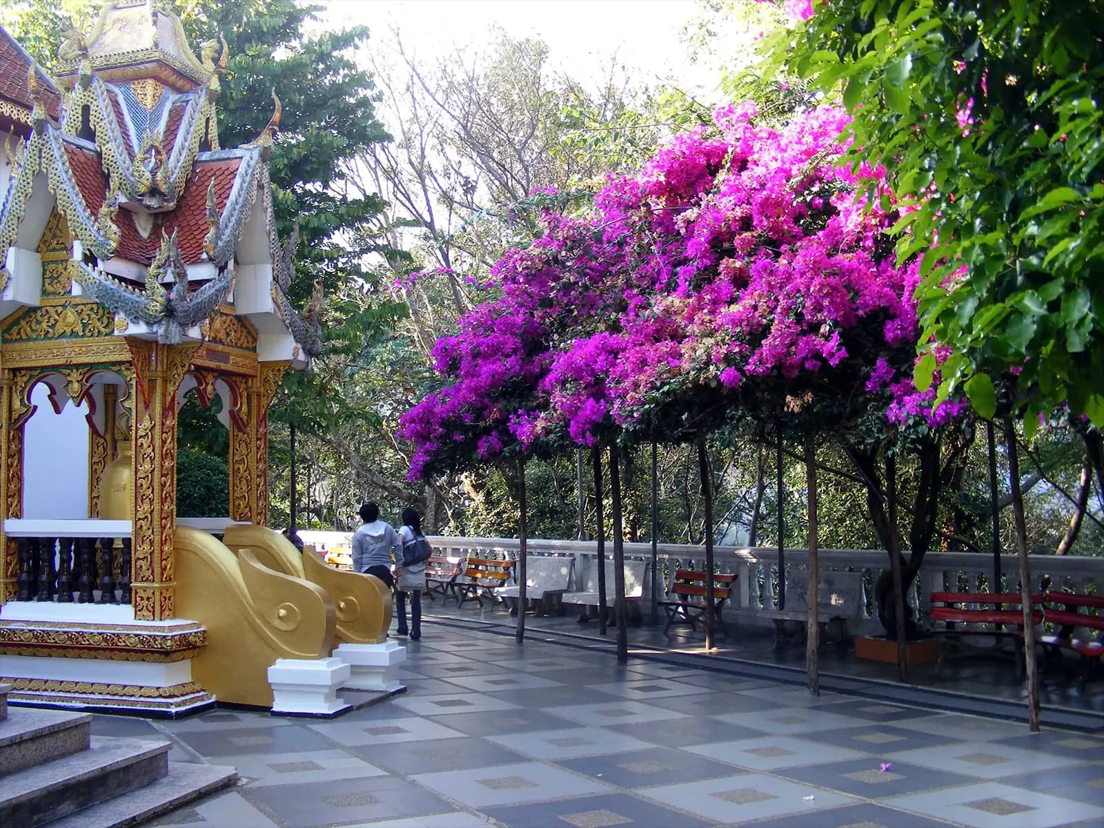 Bougainvilliers au Wat Phra That Doi Suthep
