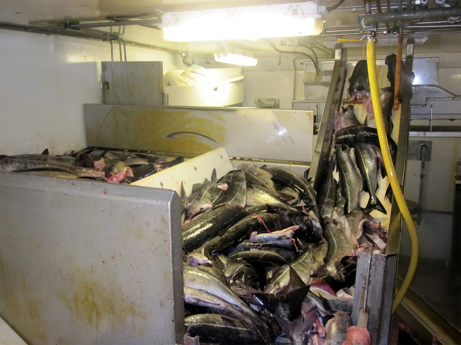 Le bateau est rempli de colins pêchés au filet en Norvège