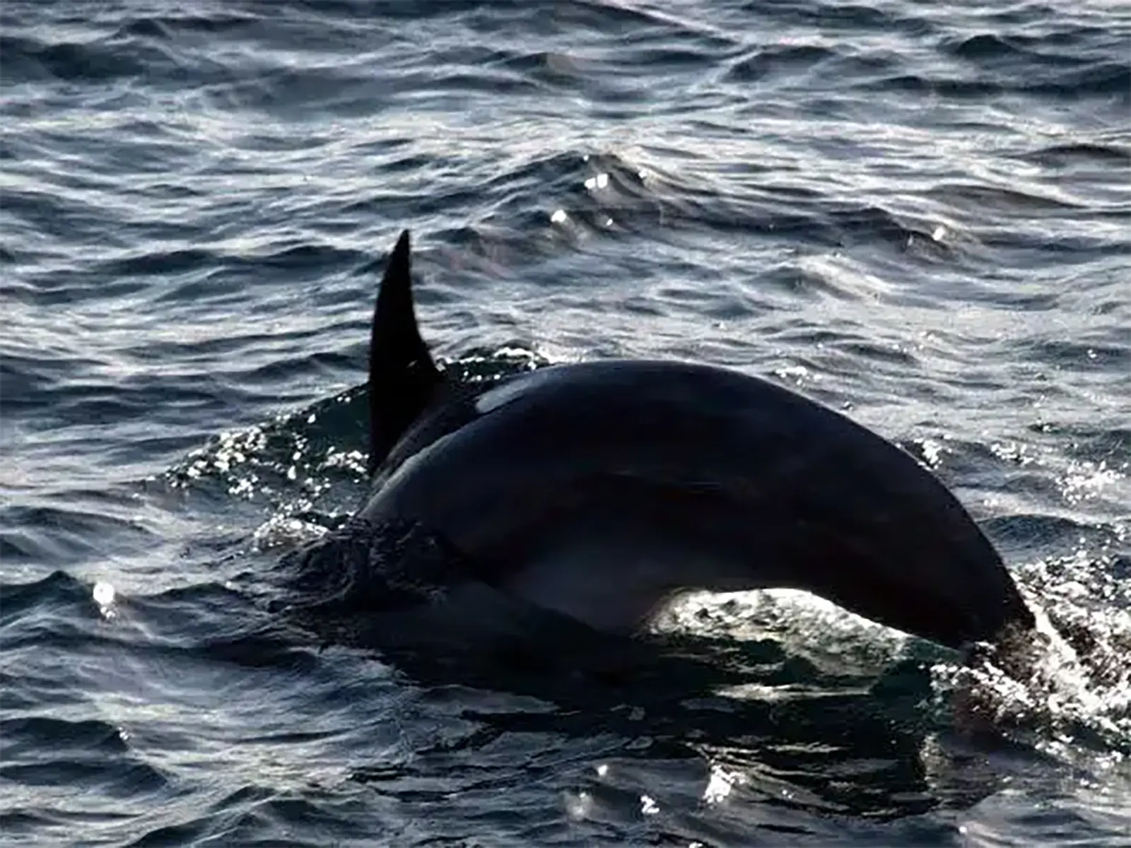 Dauphins dans la baie des îles – Nouvelle-Zélande