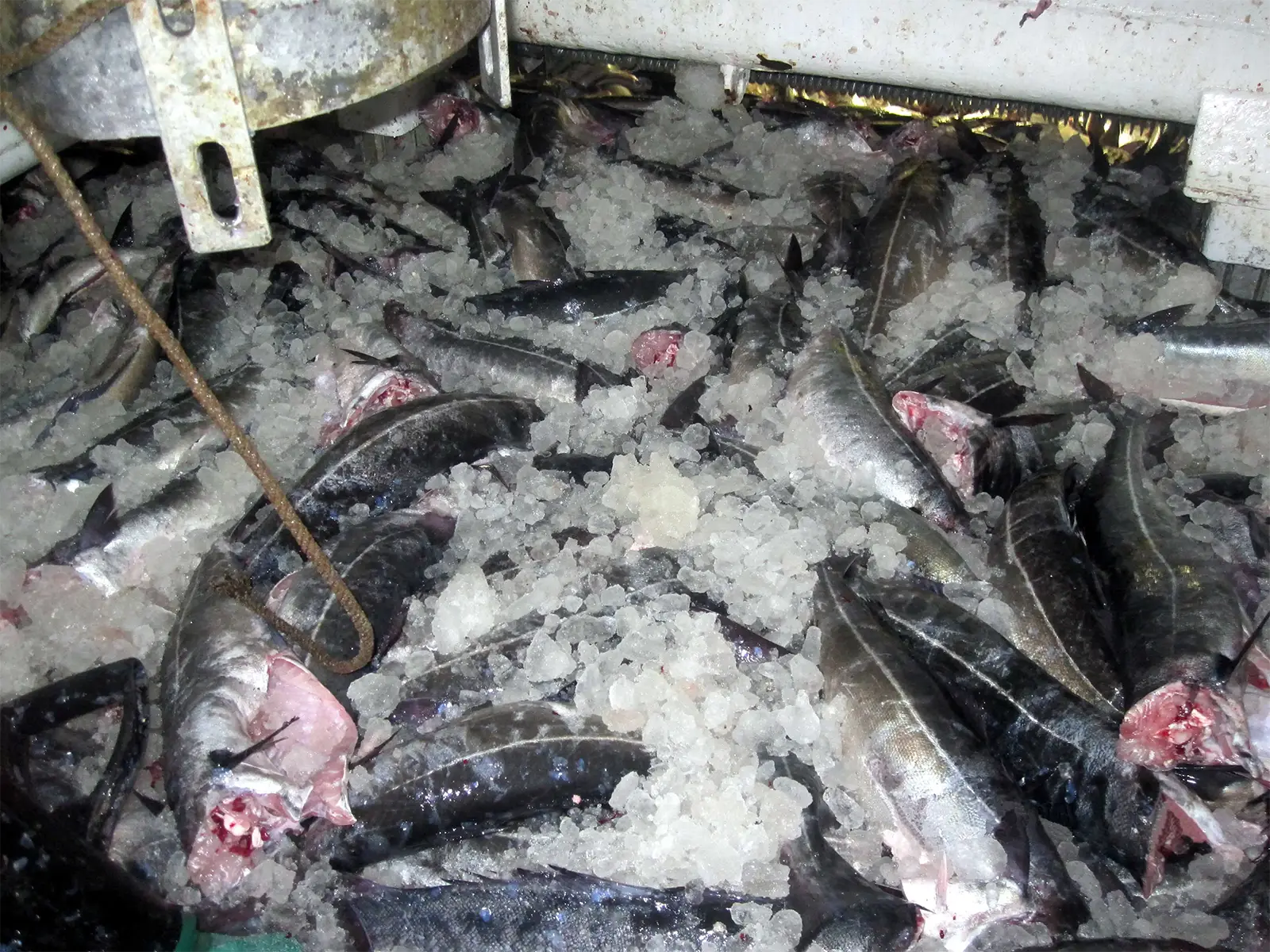 Lieux noirs pêchés au filet en Norvège