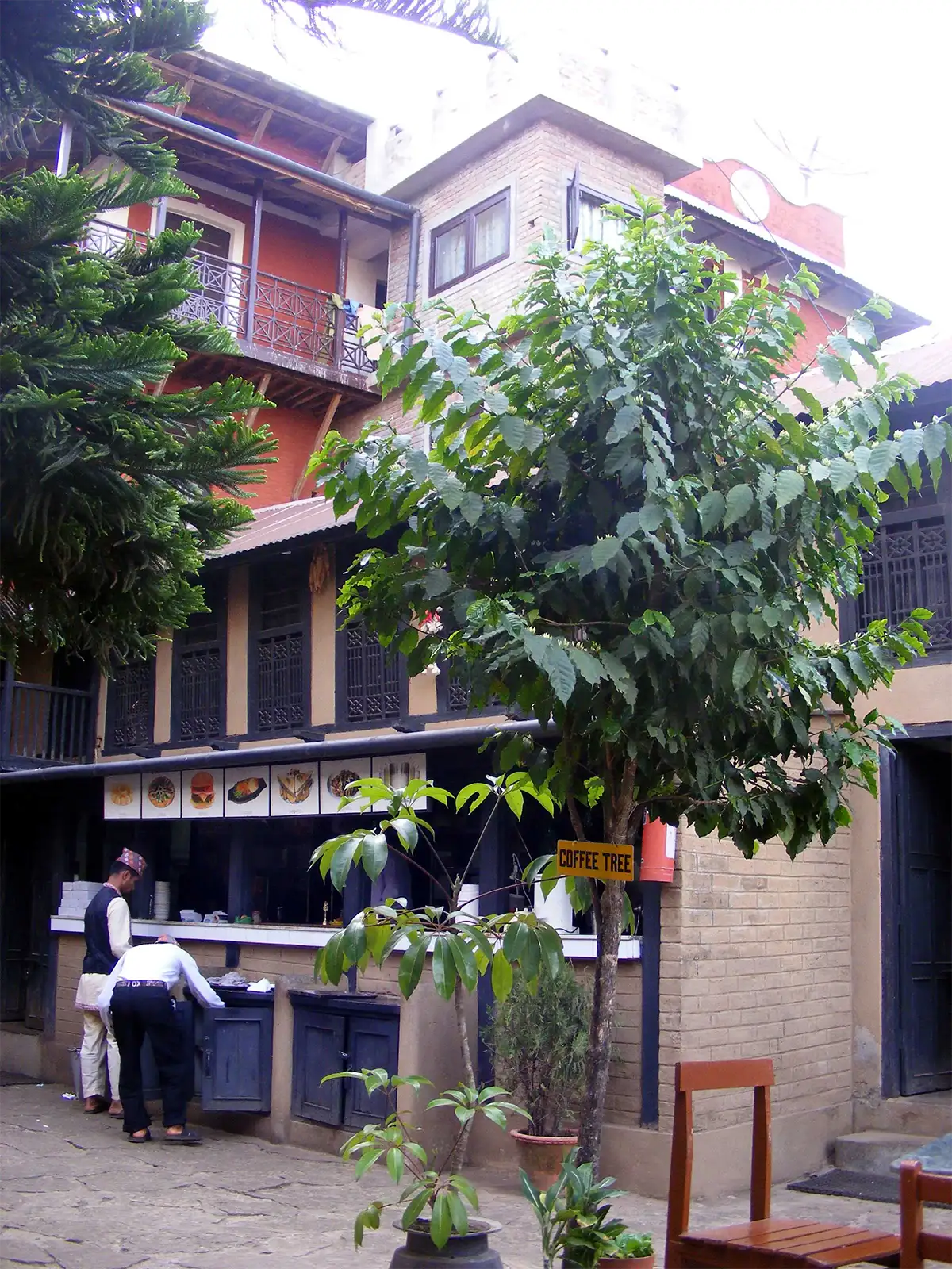Caféier au restaurant Nanglo West à Tansen – Népal